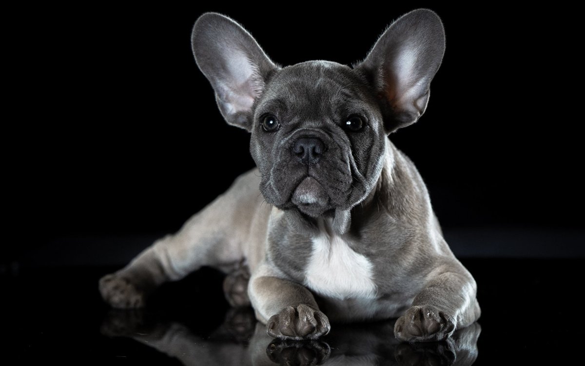 Французский бульдог