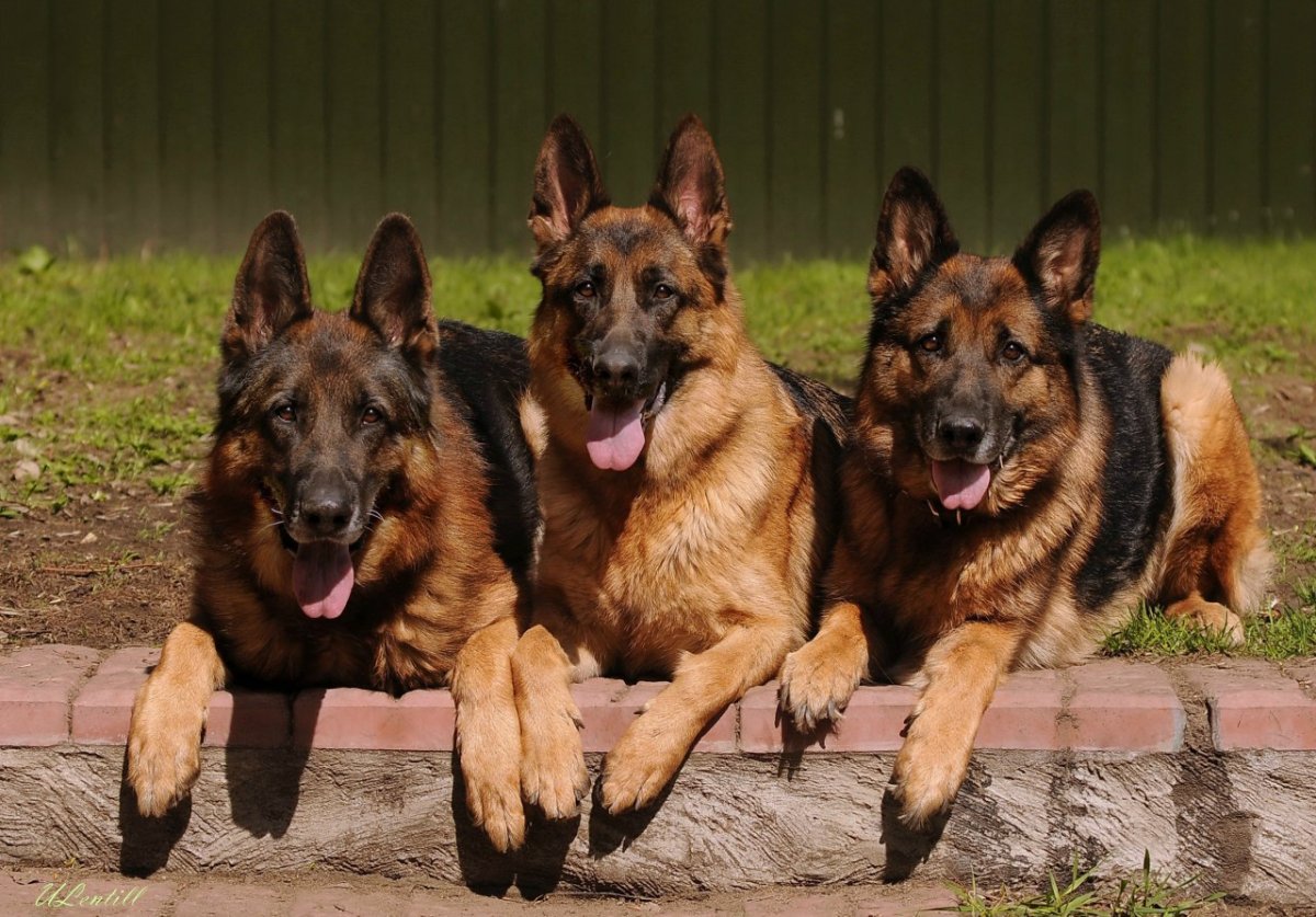 Немецкая овчарка Шеферд домик