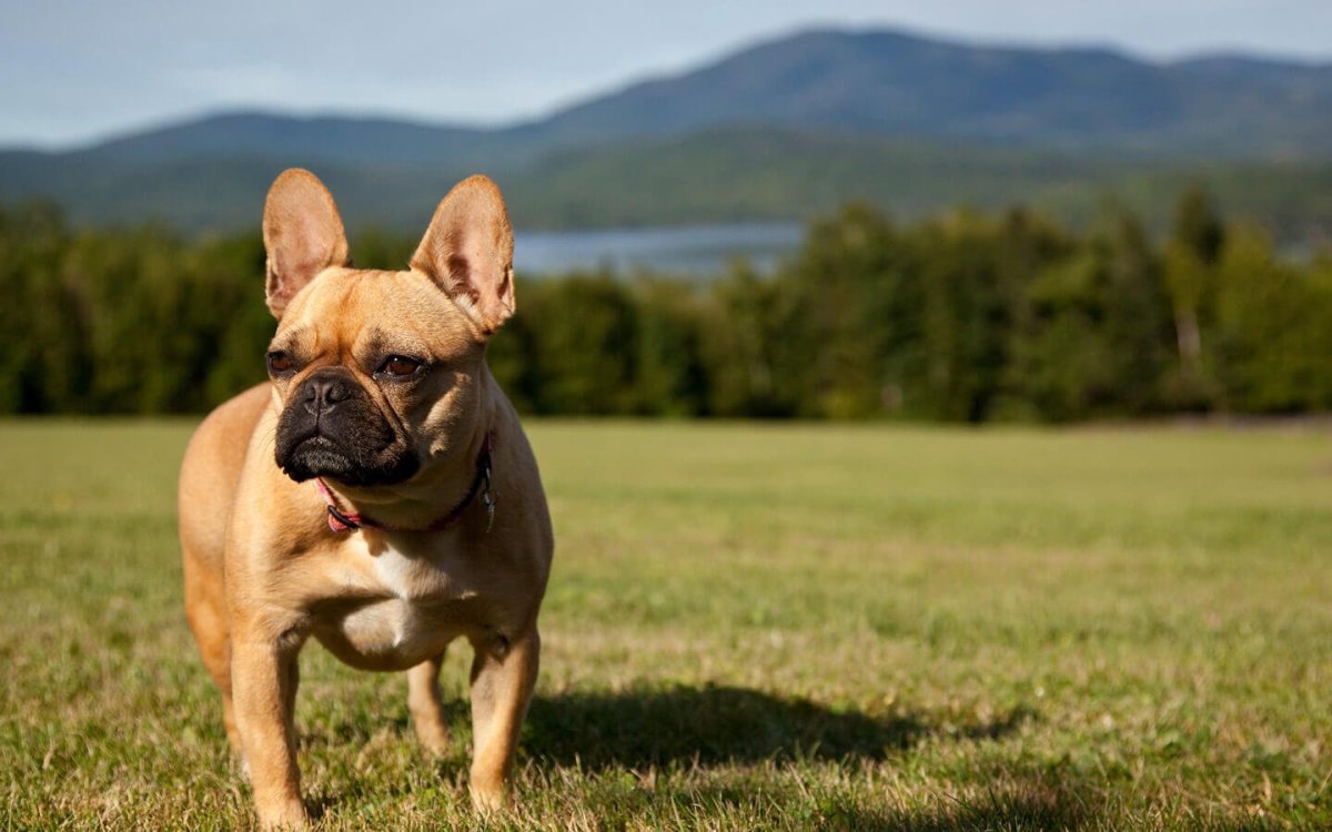 Французский бульдог просыпается