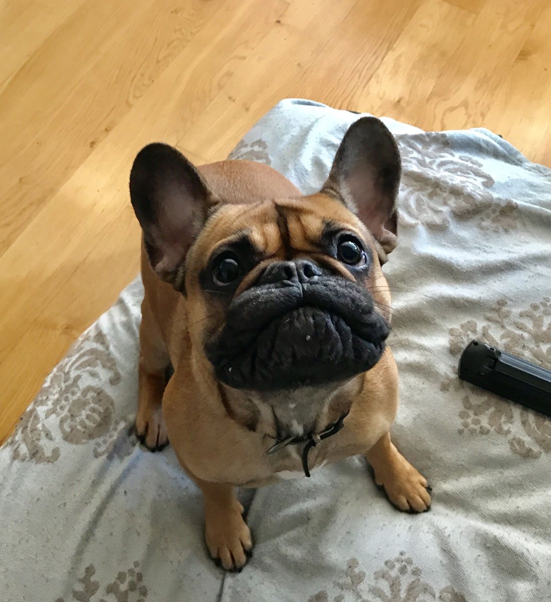 Брабантский бульдог