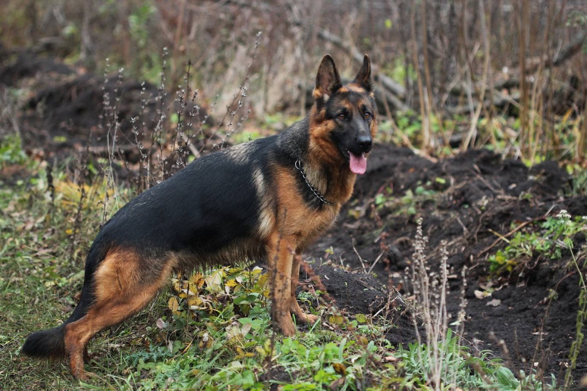 Немецкая овчарка сука 1 год
