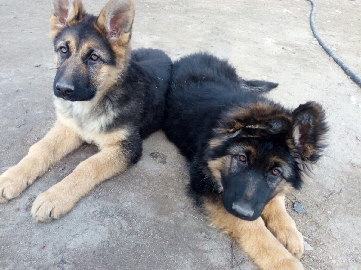 Чалая немецкая овчарка