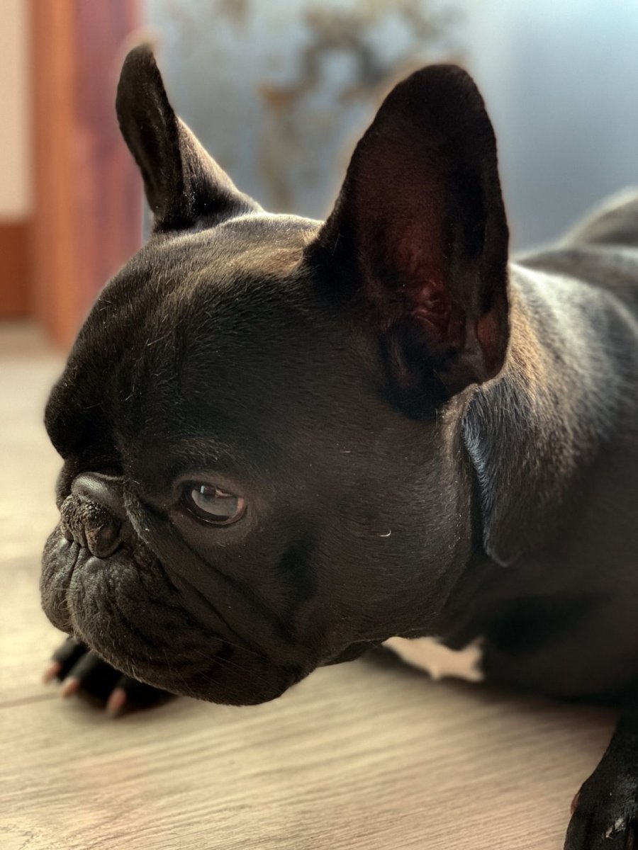 Французский бульдог и китайская хохлатая