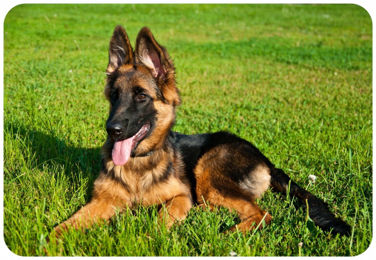 Немецкая овчарка маленькая