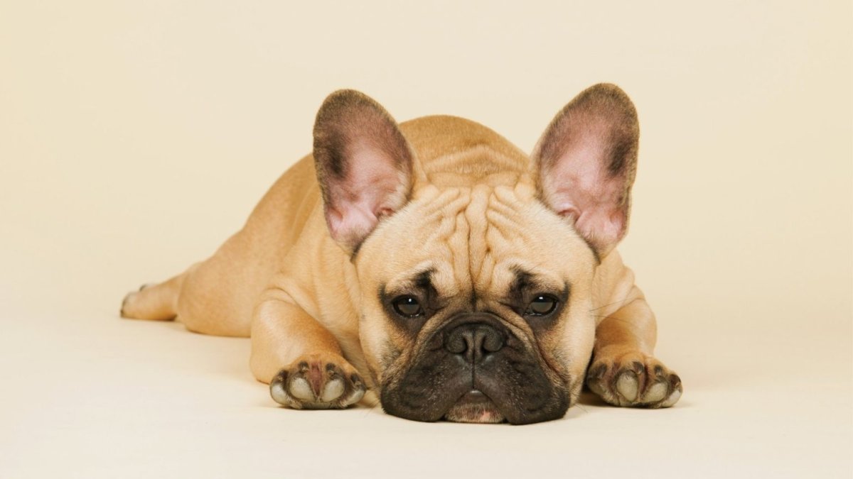 Французский бульдог
