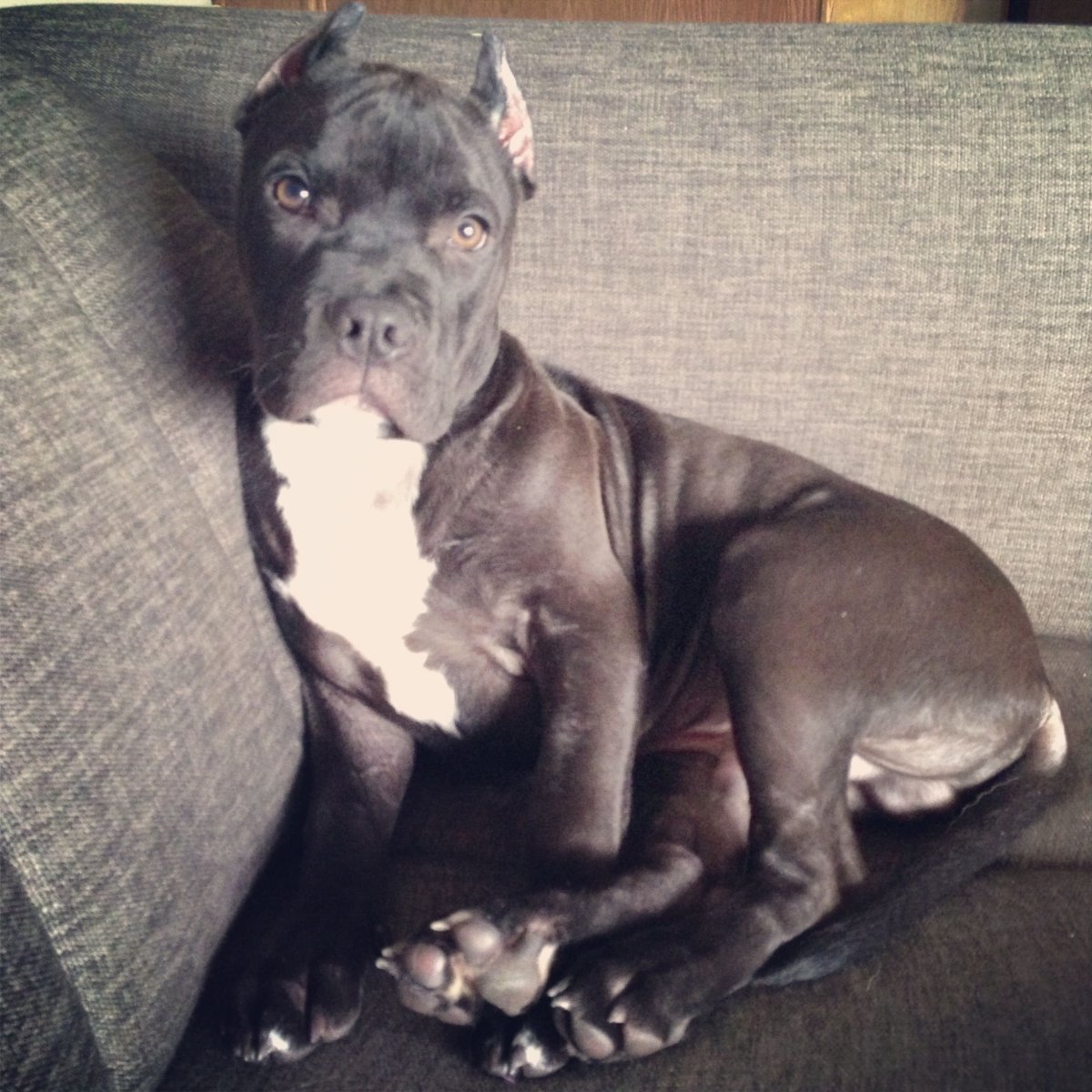 Лысый бульдог