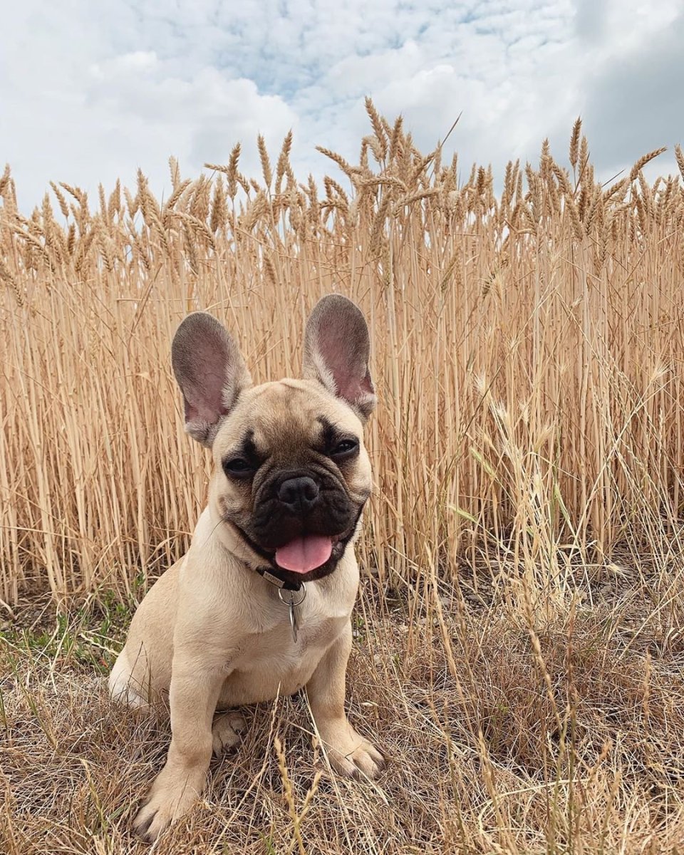 Французский бульдог Brindle