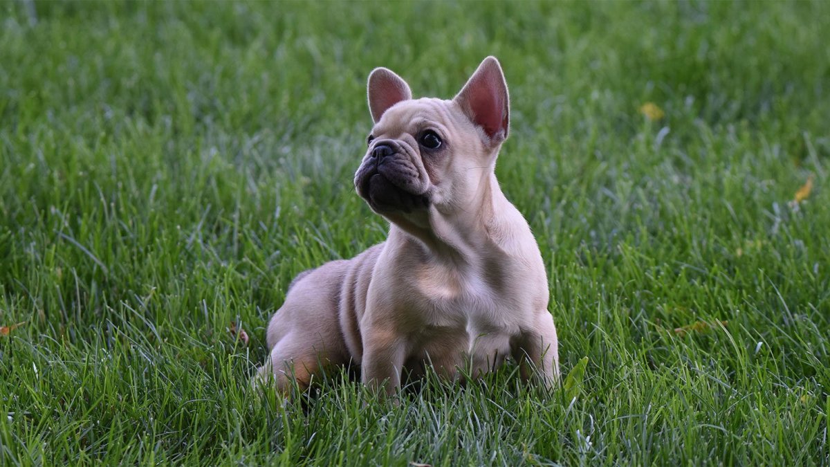 Французский бульдог сереневыймини