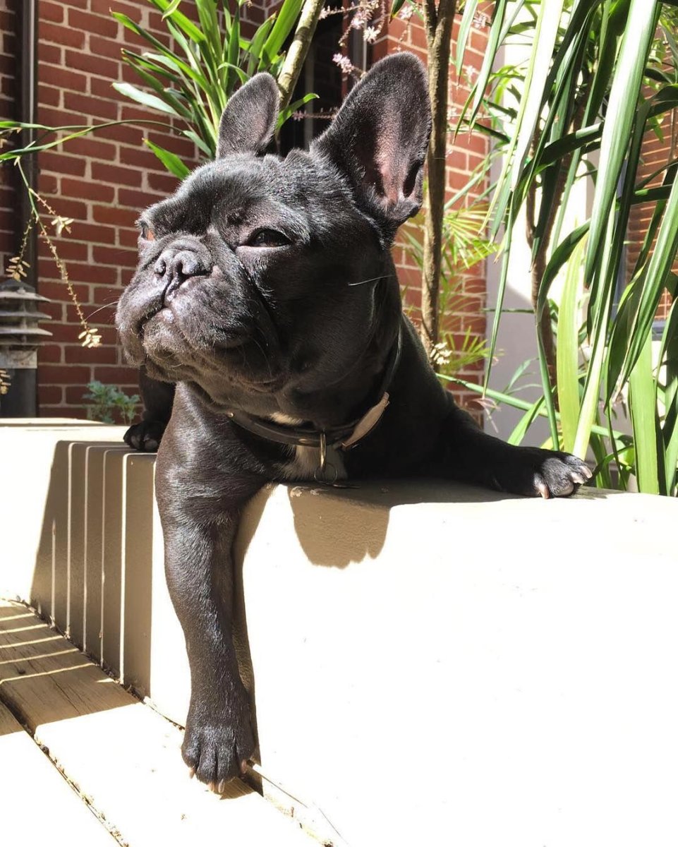 Бульдожка у человека