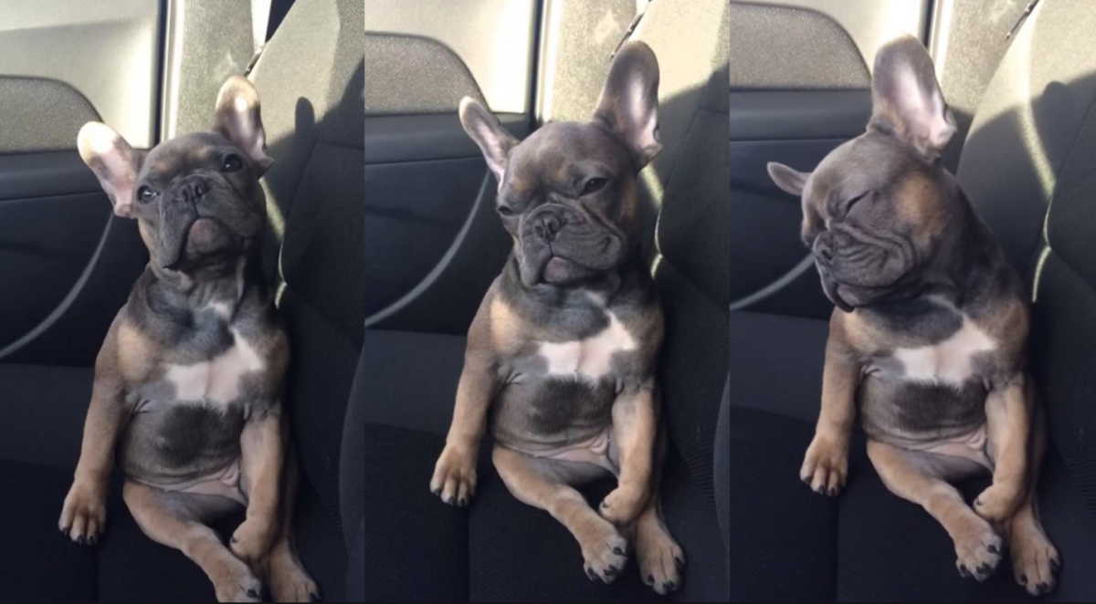 Длинноухий бульдог