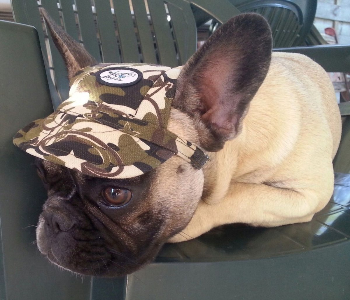 Французский бульдог Новорожденные окрас бело черный