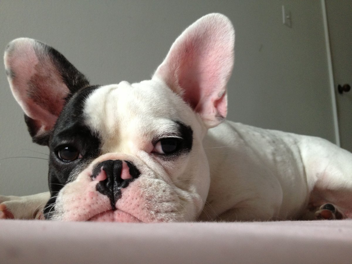 Конъюнктивит у французского бульдога