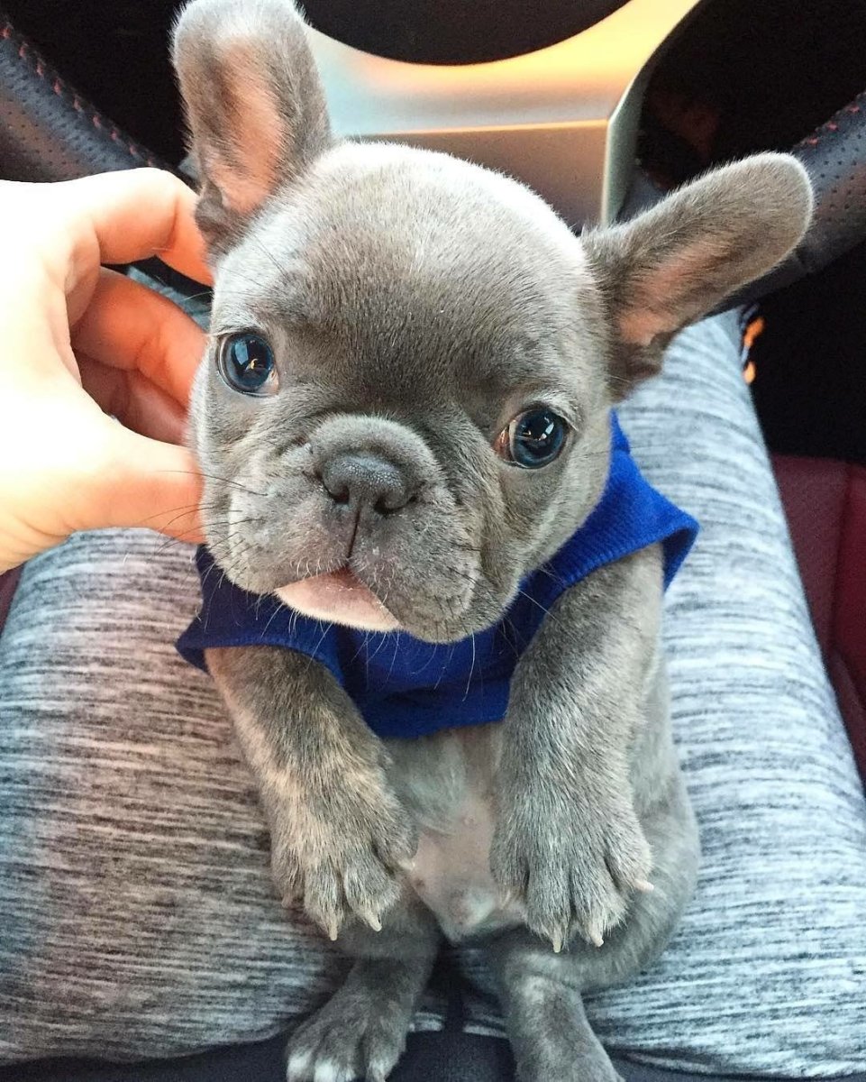 Лысый французский бульдог