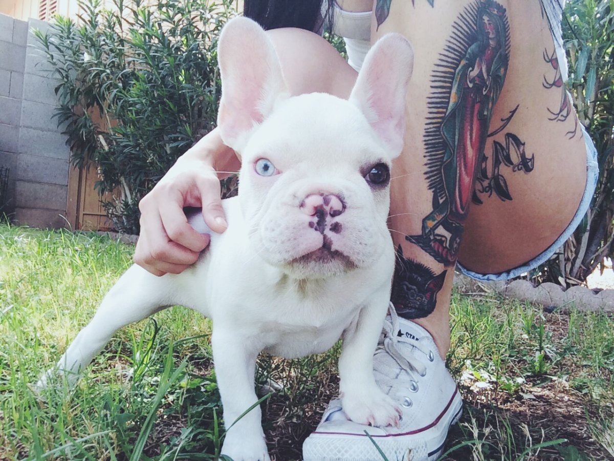 Французский бульдог Интервьюер