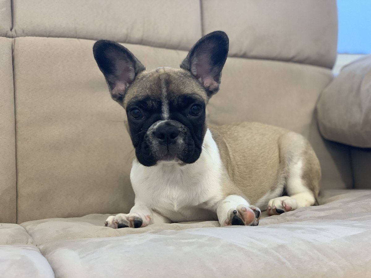 Французский бульдог и сфинкс