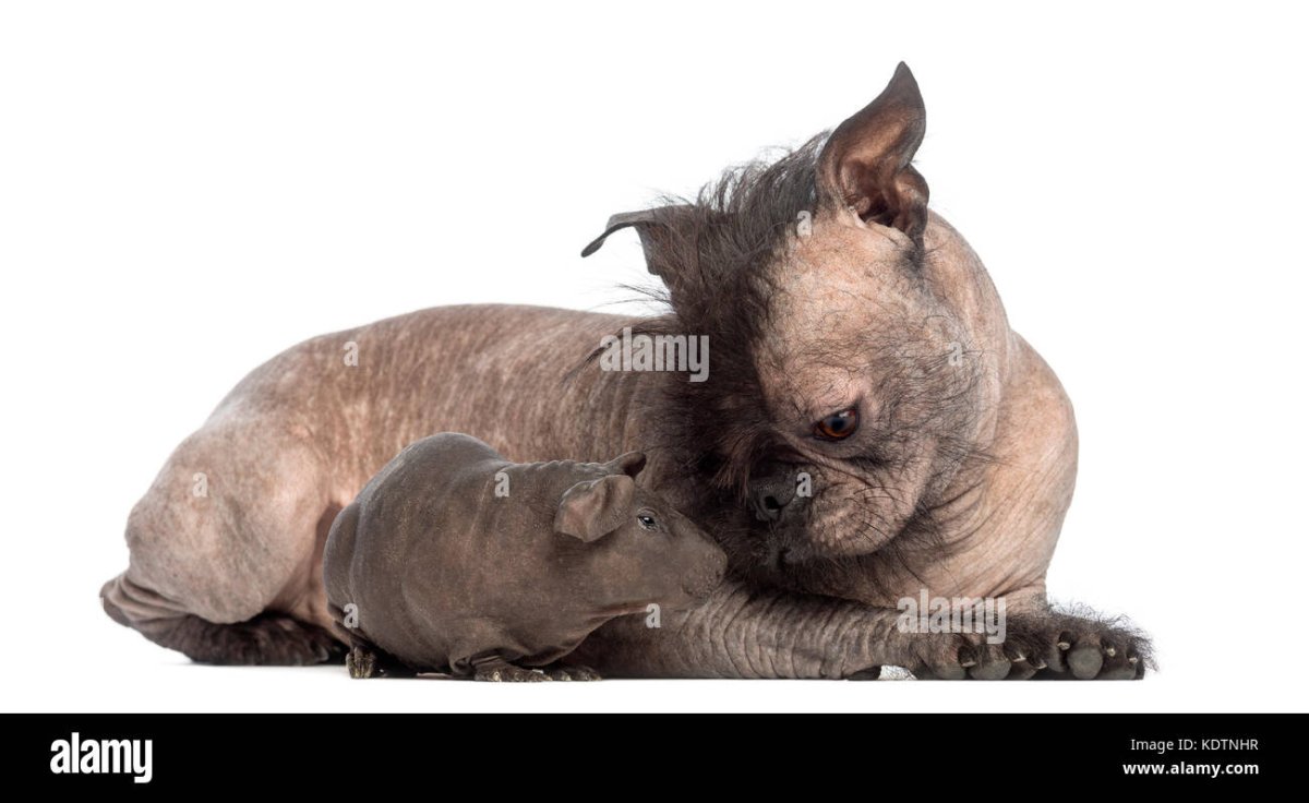 Лысый французский бульдог