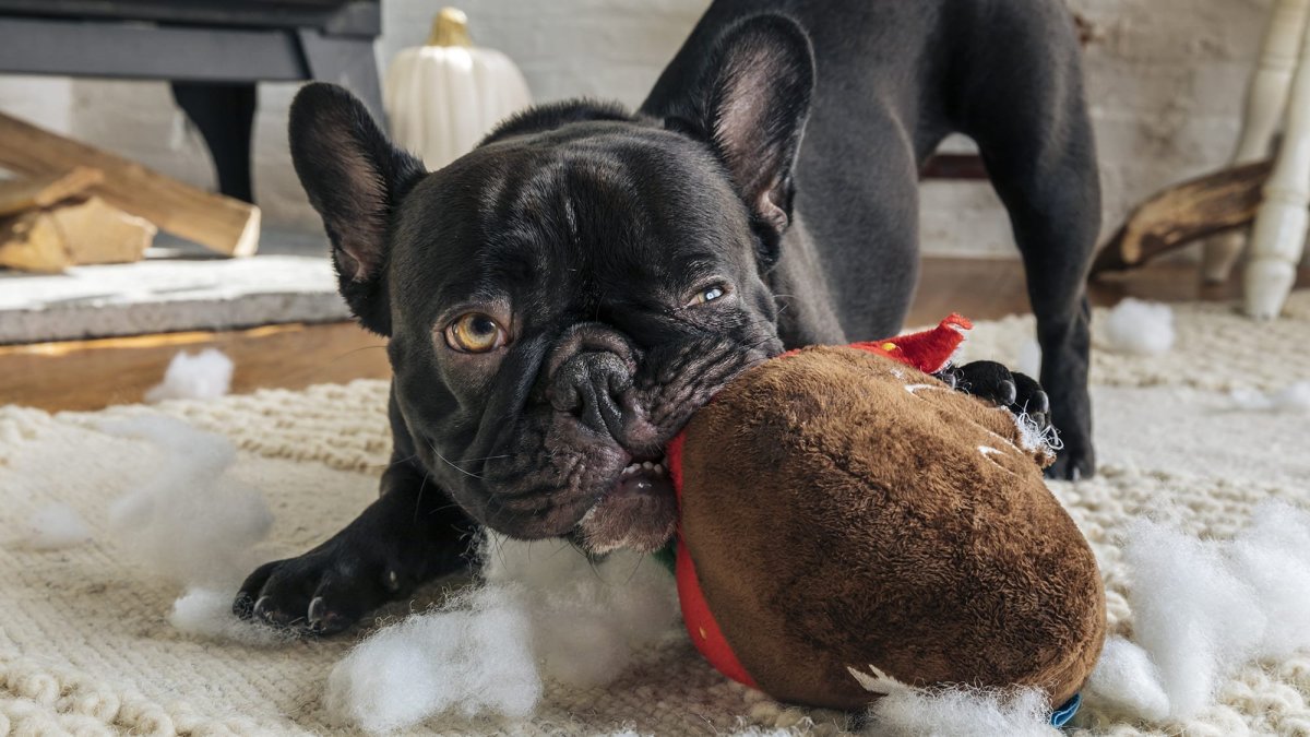 Французский бульдог мини