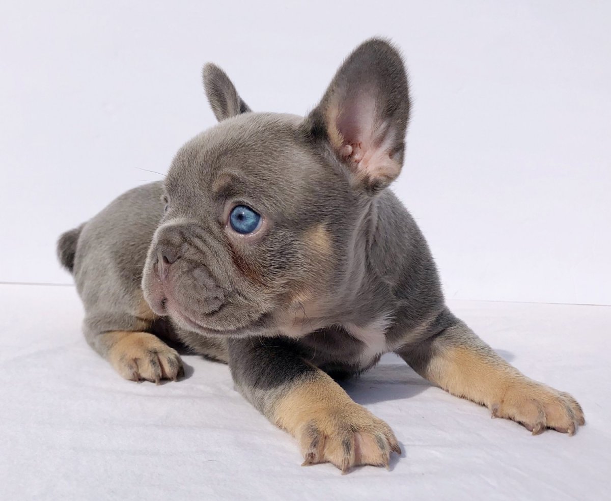 Французский бульдог щенок морда