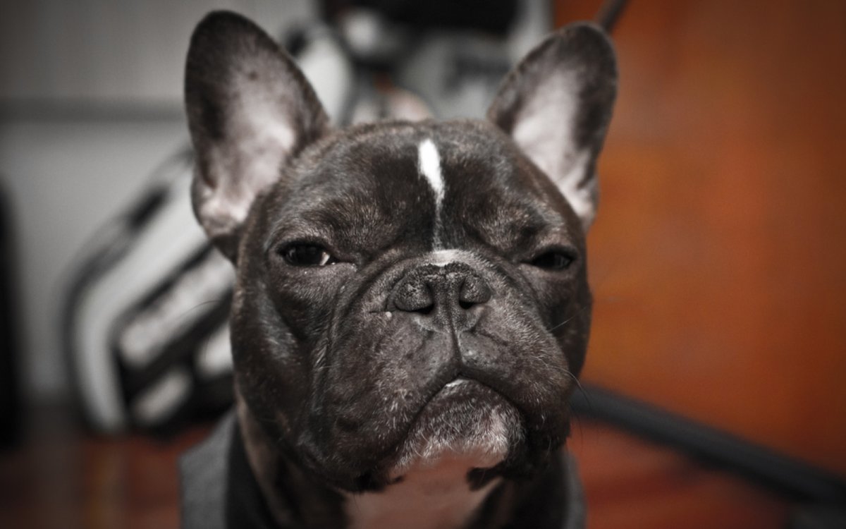 Французский бульдог мраморный