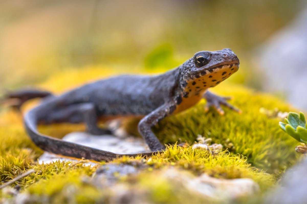 Альпийский Тритон - Triturus alpestris
