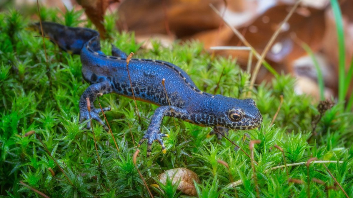 Малазийский Тритон