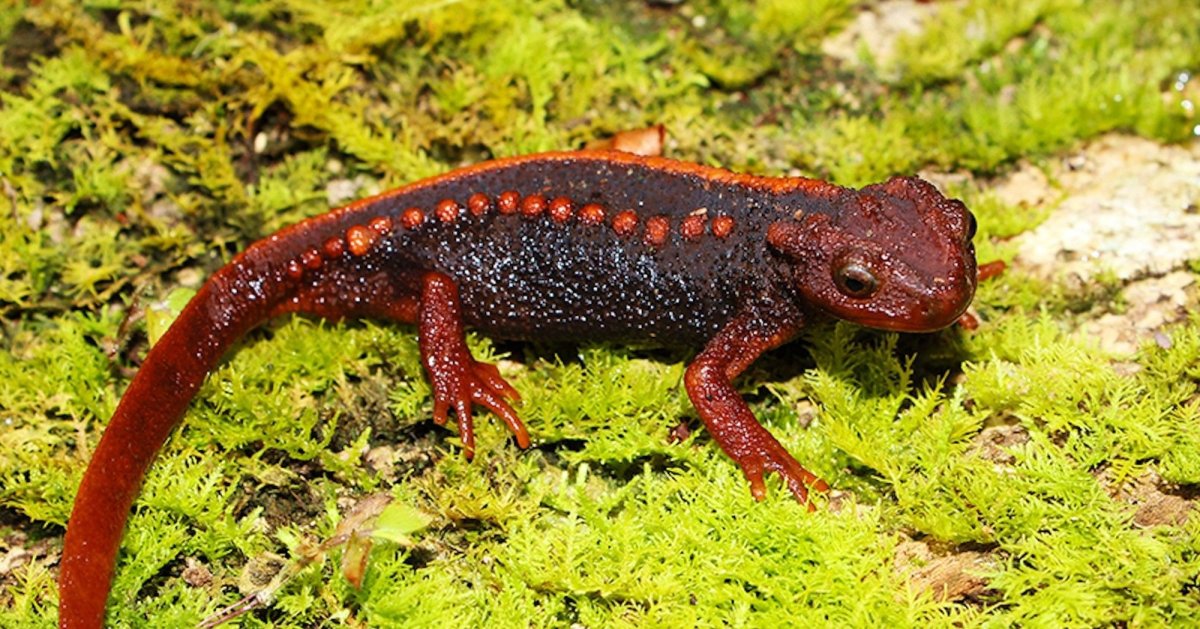 Испанский Тритон в дикой природе