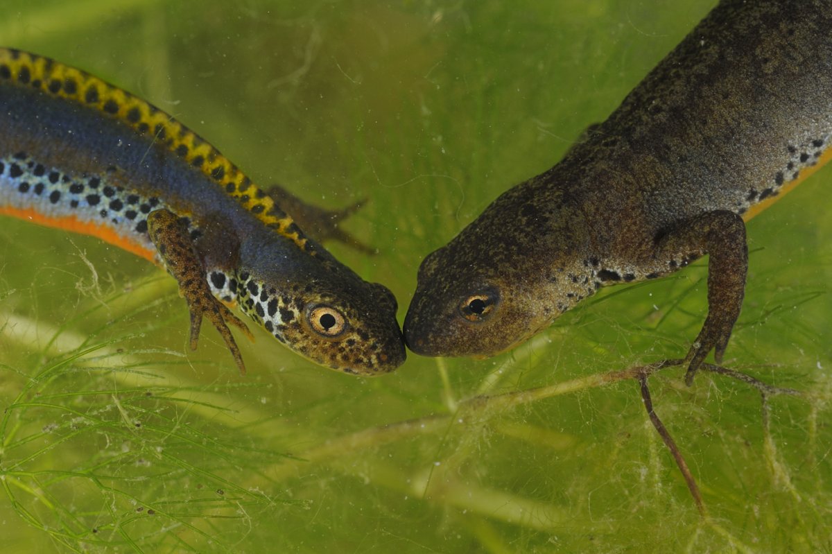 Тритон Земляной