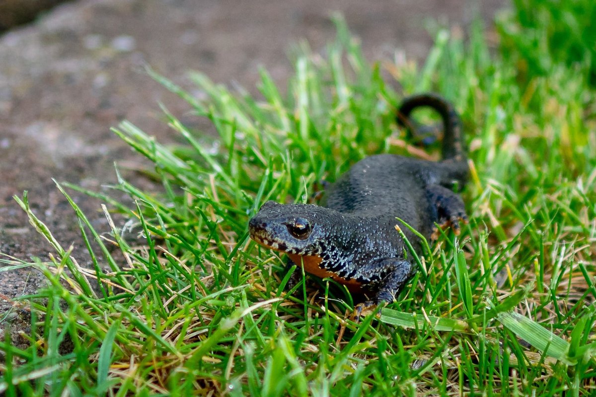 Пещерная саламандра