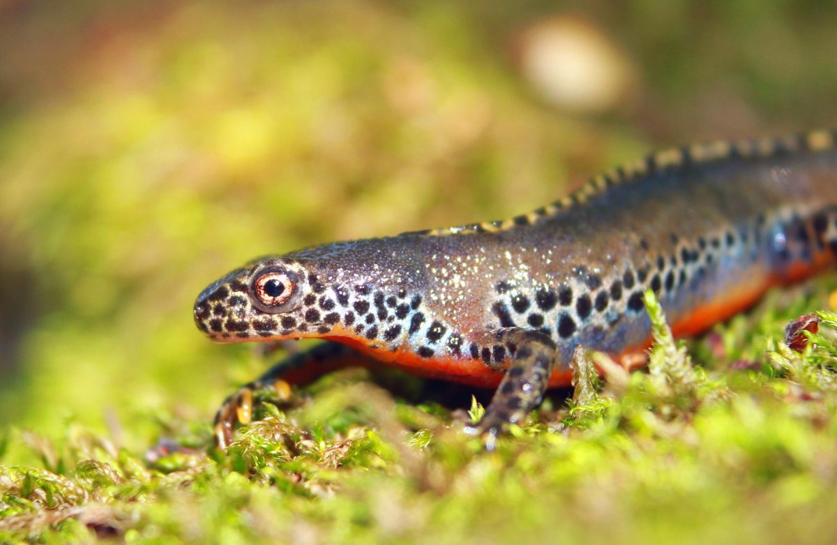 Переднеазиатские тритоны