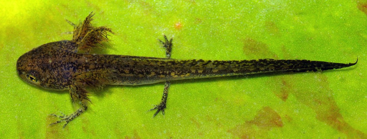 Тритоны ночные
