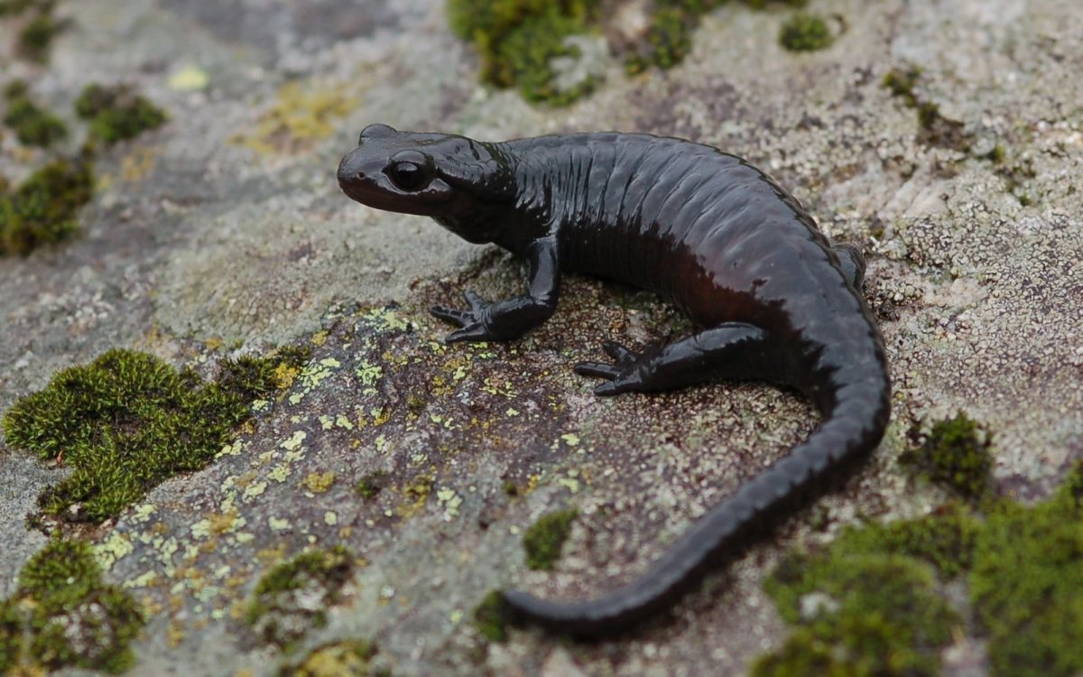 Эпиморфоз Тритона