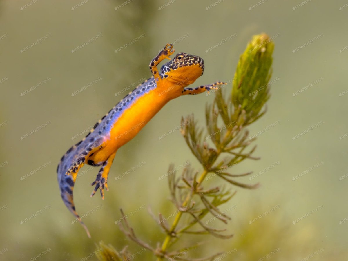 Тихоокеанская саламандра