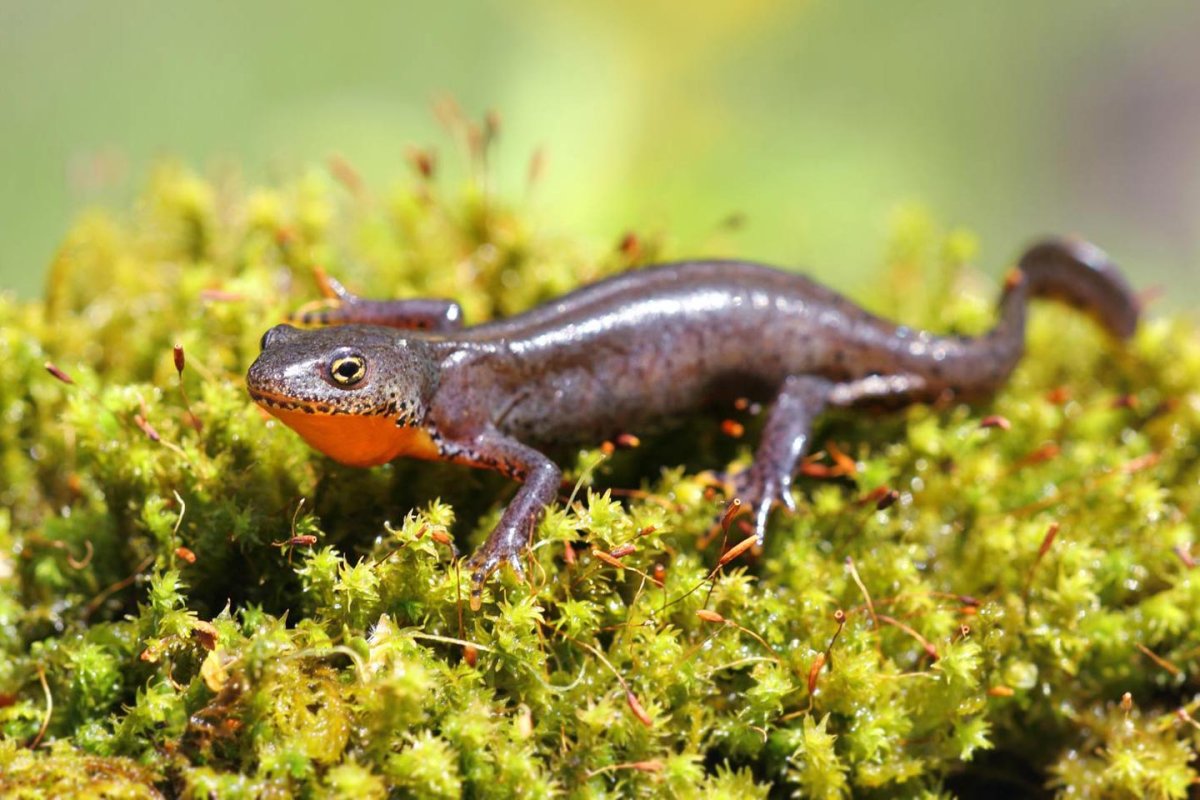 Испанский иглистый Тритон альбинос