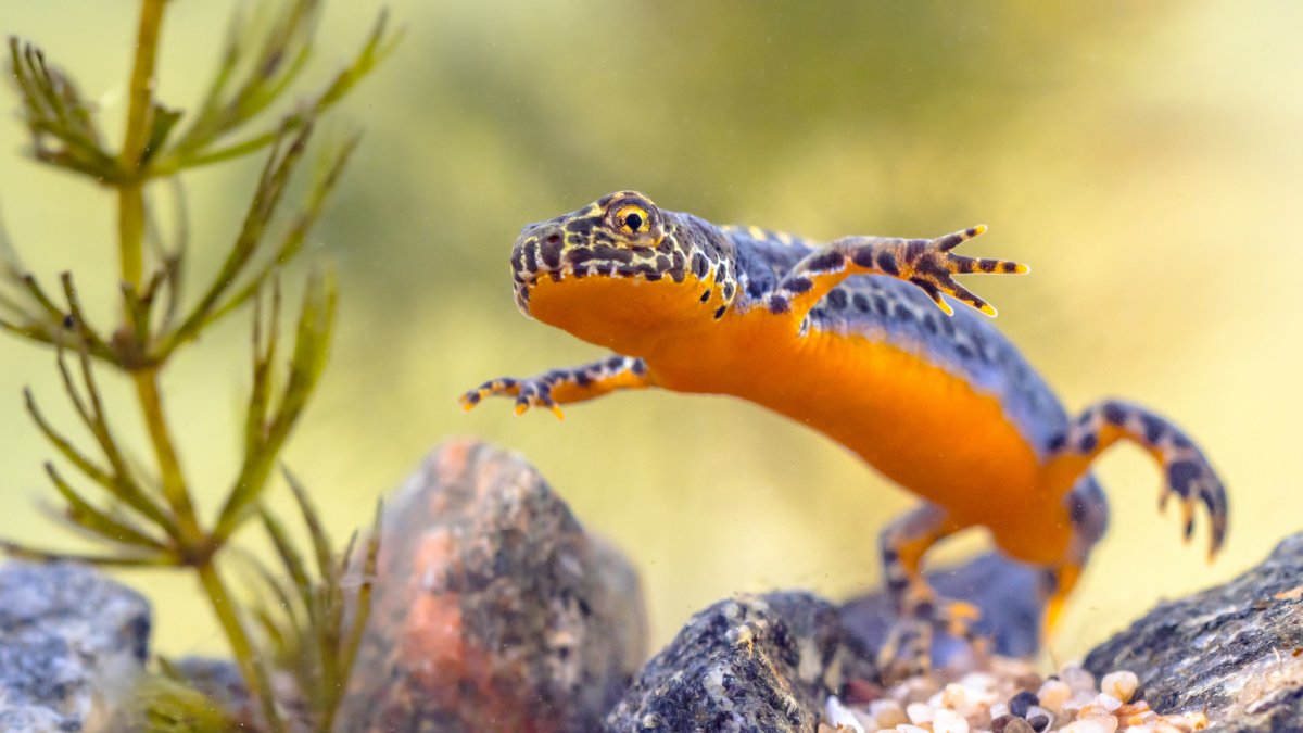 Альпийский Тритон фото