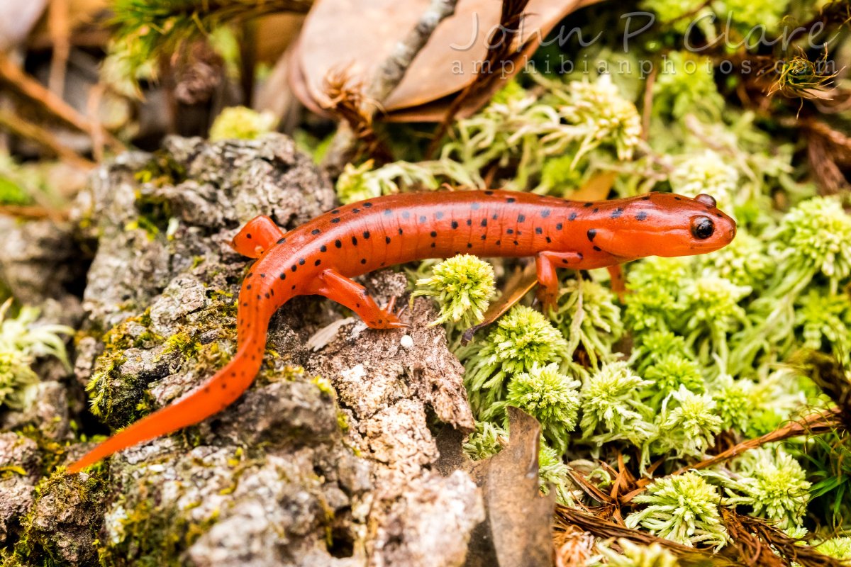 Карпатский Тритон