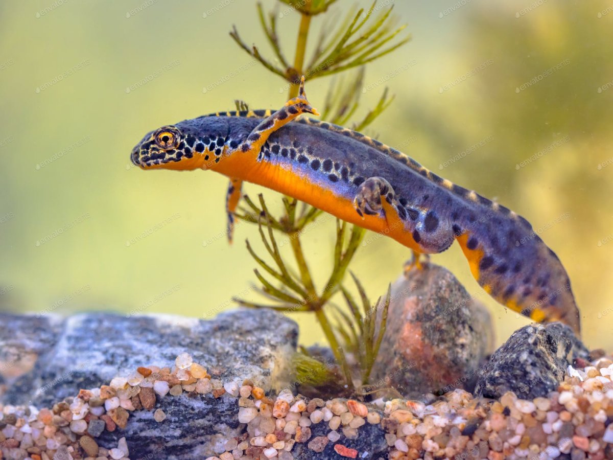 Горные тритоны