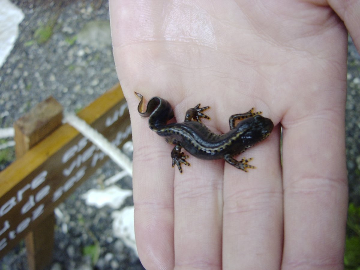 Гребенчатый Тритон личинка