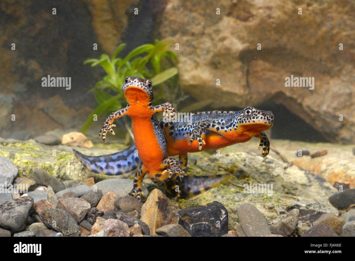 Серопятнистый Тритон