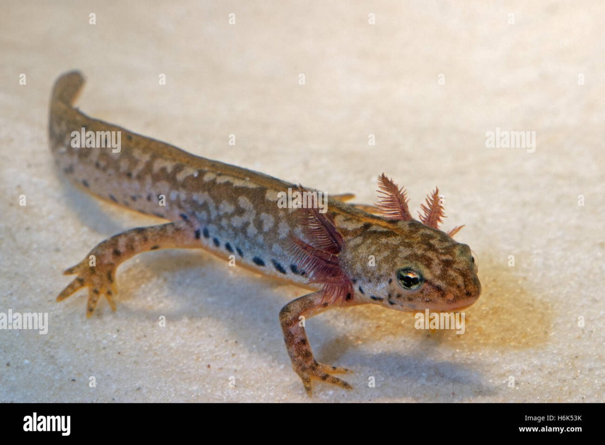 Очковая саламандра или тарантолина