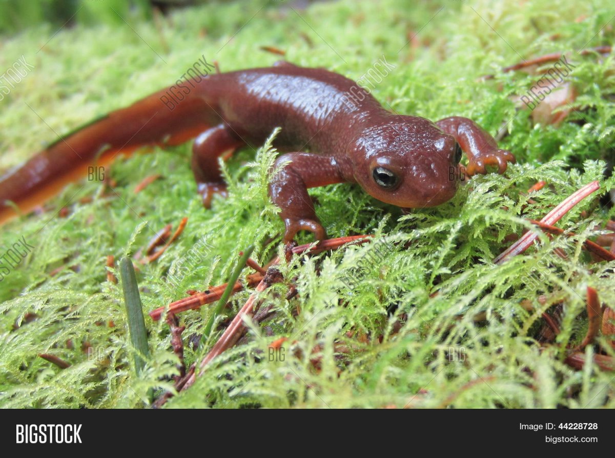 Тритон цвет