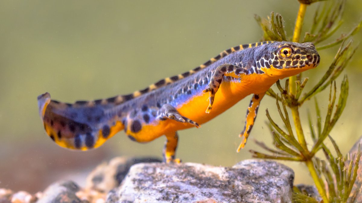 Обыкновенный Тритон