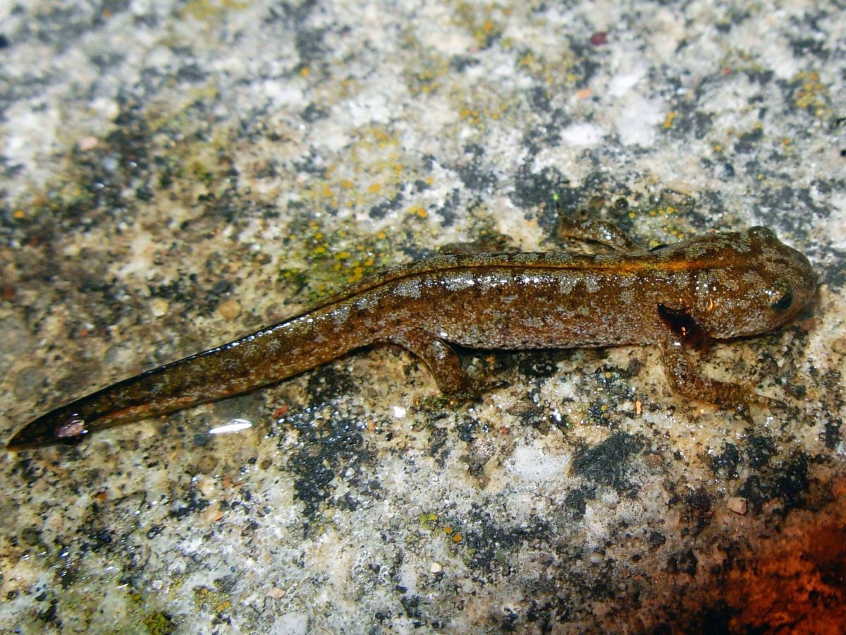 Альпийский черный Тритон саламандра