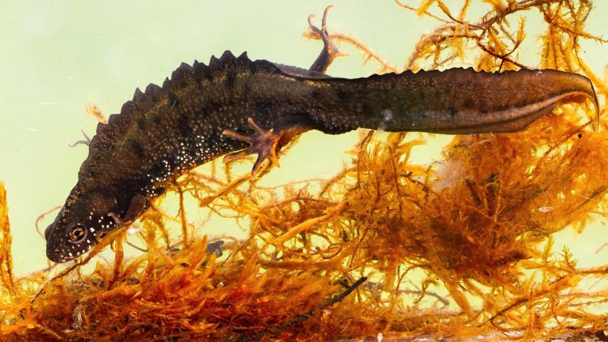 Краснокожий Тритон