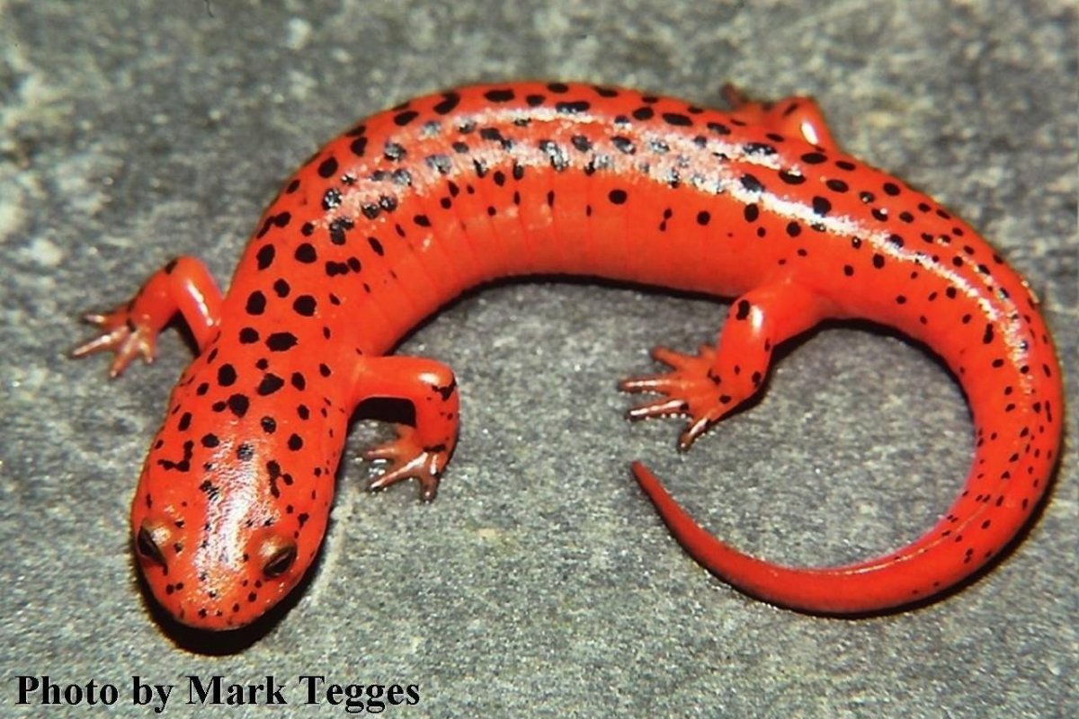 Альпийская саламандра (черная саламандра)