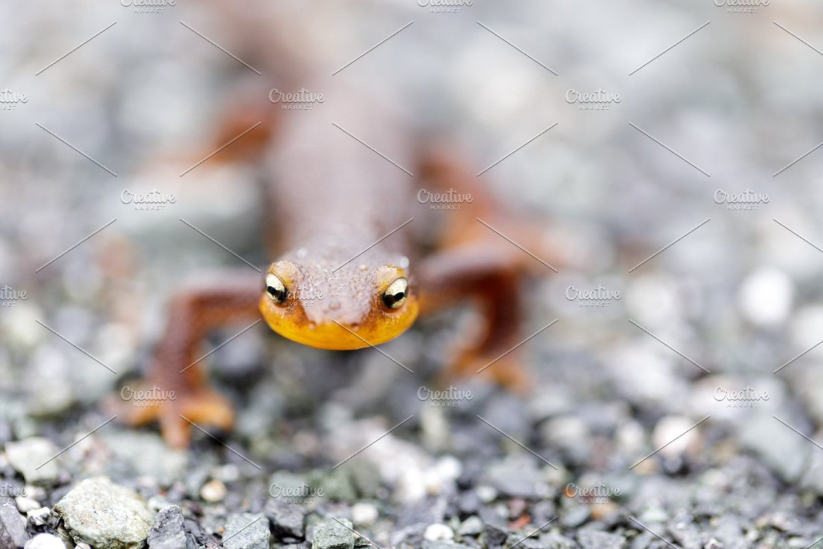 Rough Skinned Newts