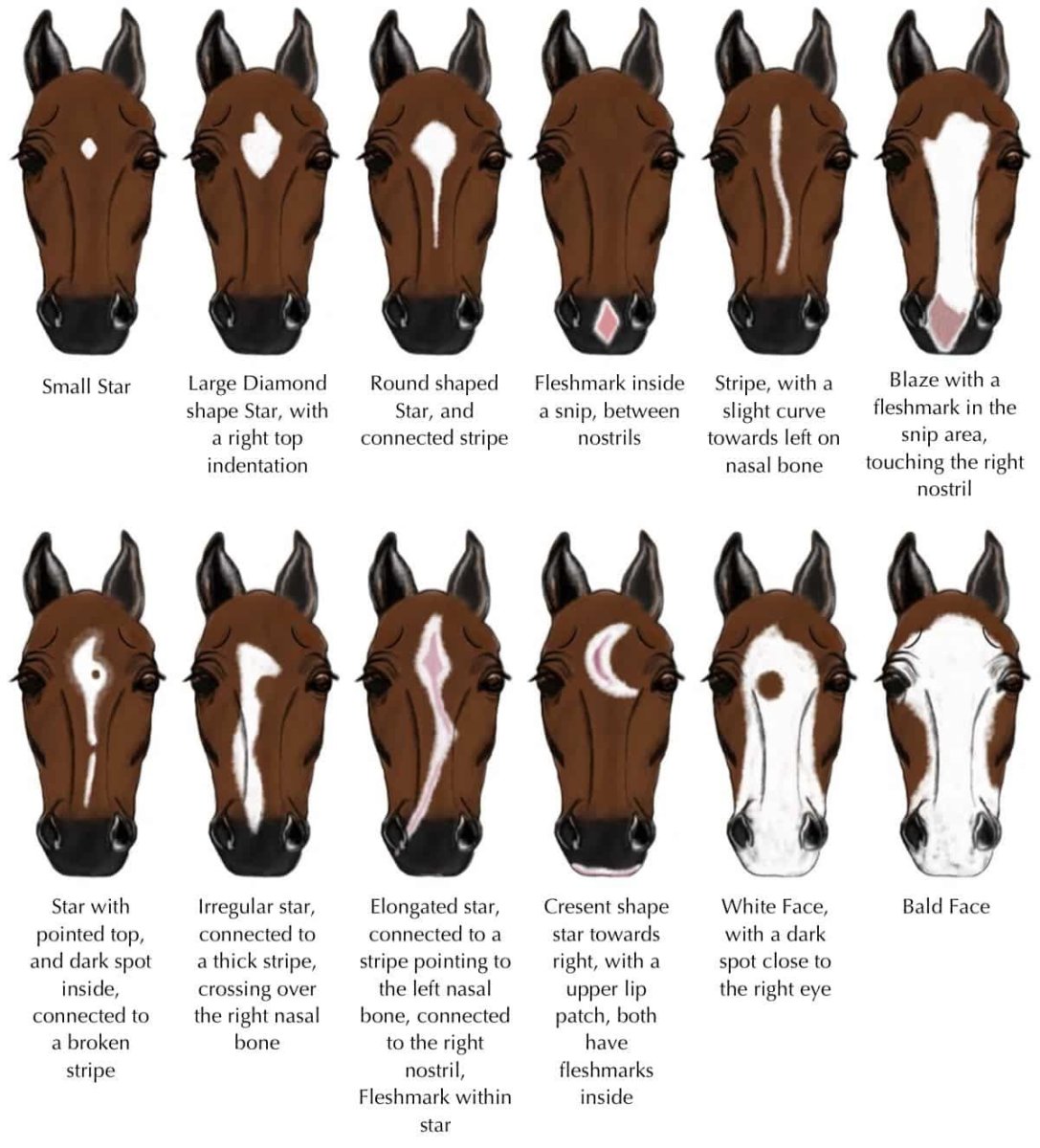 Horse Coats