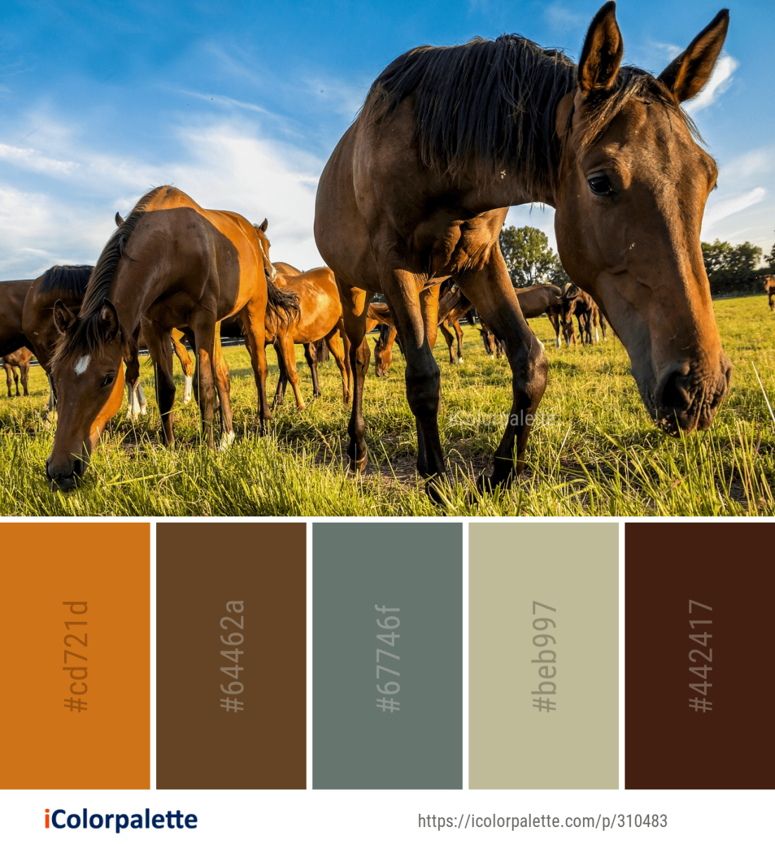Цвета лошадей