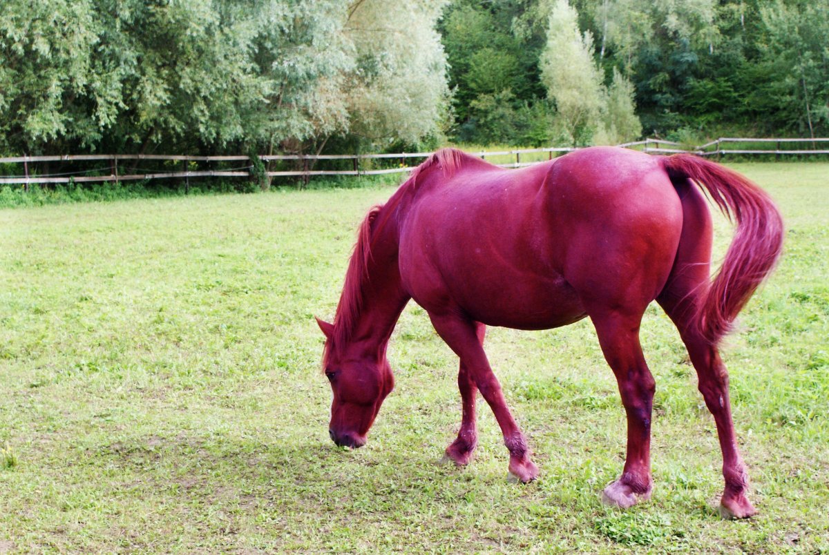 Цветные лошадки