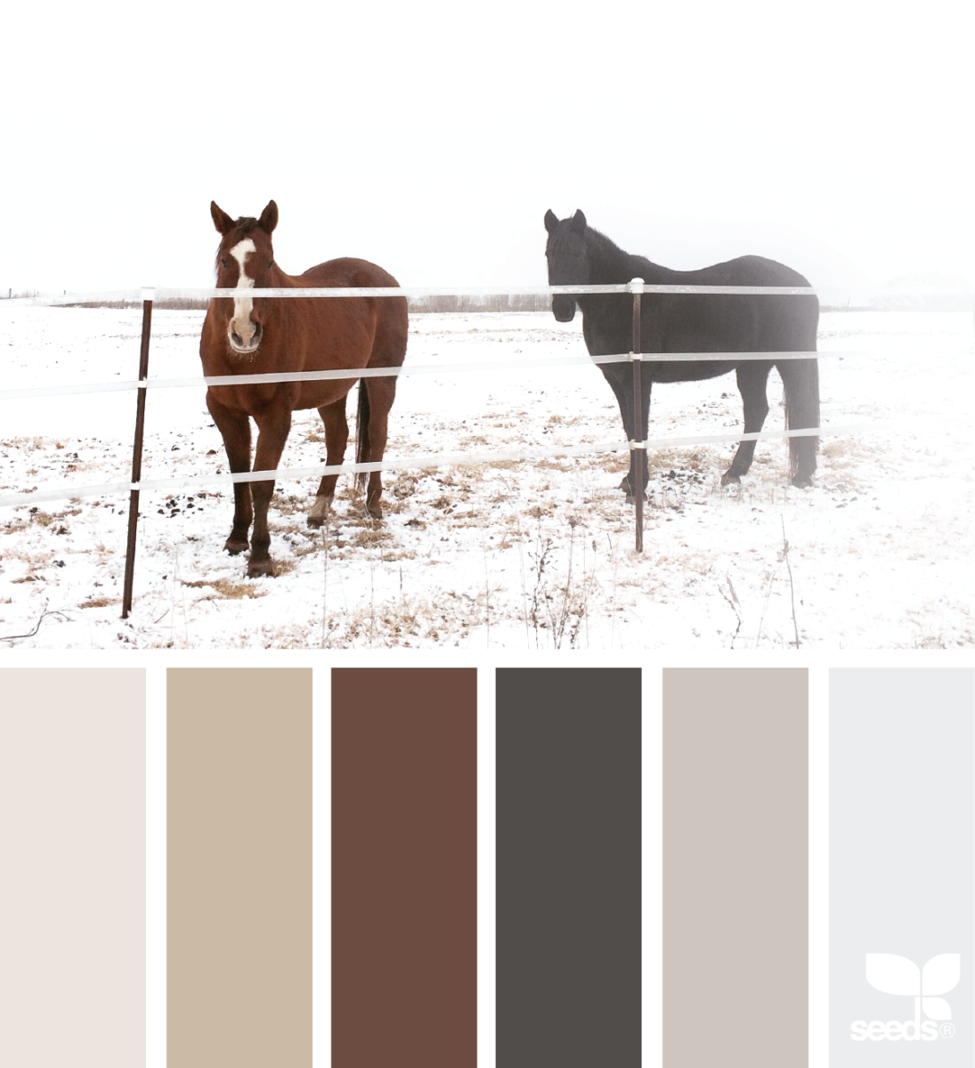 Аппалуза лошадь Эстетика