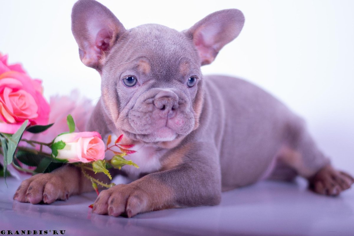 Лиловый Мерль французский бульдог